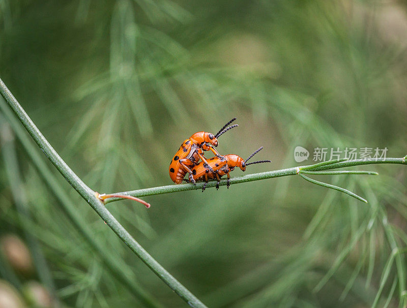 十二点交配criocères， (Crioceris duodecimpunctata)，芦笋甲虫，芦笋